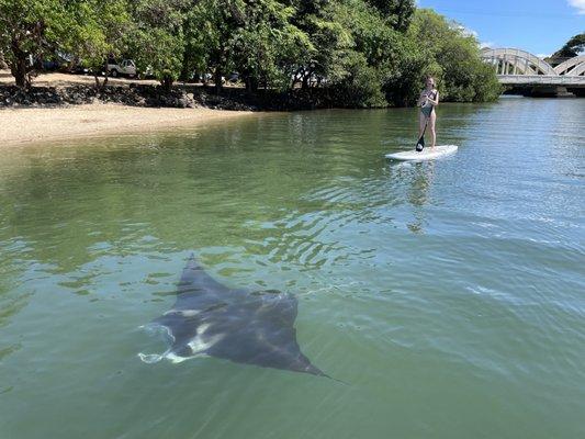 A big Manta Ray makes its rounds at the river mouth by the Rainbow Bridge