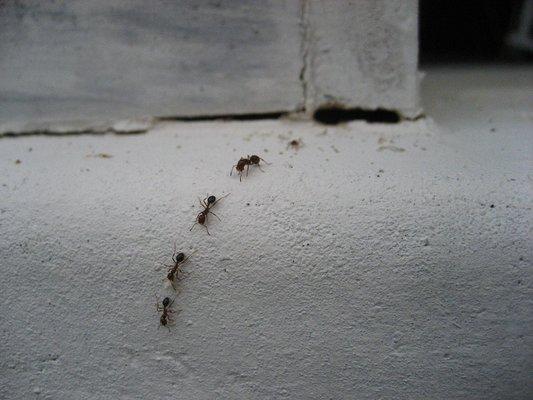 Handling ant problems is as easy as one, two, three...four!