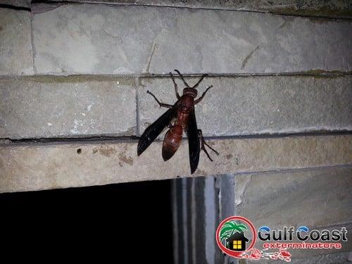 Gulf Coast Exterminators are red wasp control experts in Houston.