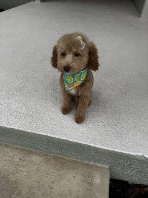 Cute groom and bandana and bow