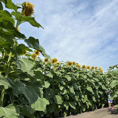 Sunflowers