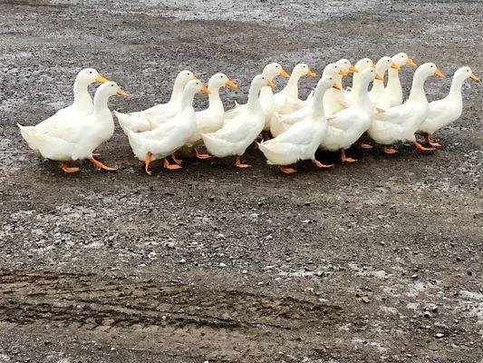 We will help you get your ducks in a row, call us for a cleaning!