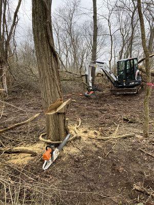 Clearing Honey Suckle / Deer Management