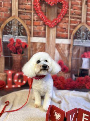 Charlie the maltipoo in a teddy bear cut.