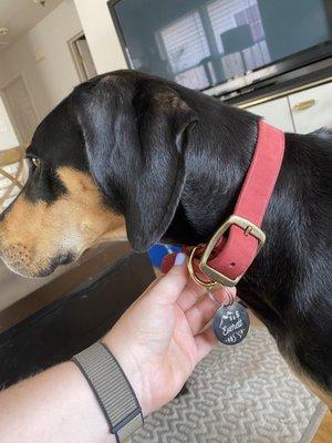 Red leather collar