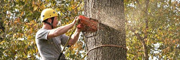 CP Gillaspie Hauling & Tree Service