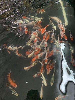 Koi