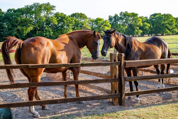 Our horses - Cherry and Dublin