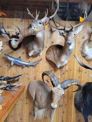 Fish, Birds, antler mounts and shoulder Mounts, all done Here!