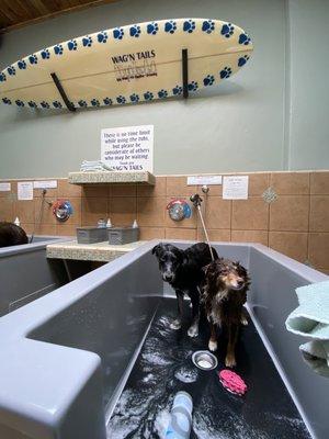 Self serve dog wash