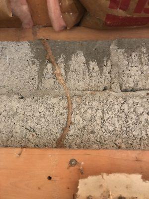 Termite tube interior block wall. Yes block home do get termites!