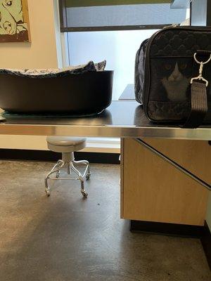 My cat on the veterinary examination table