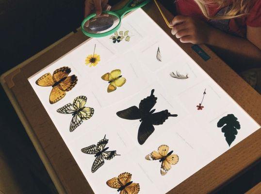 Spring Specimens Provocation on the Light Table// A provocation encourages children to explore a concept by virtue of it's own design.