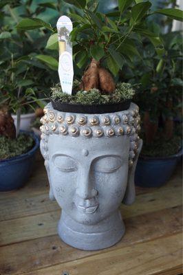 Buddha planter and money tree