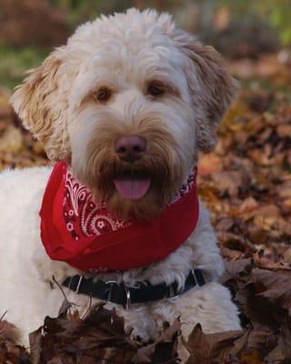 Jazzie girl- Labradoodle Momma!