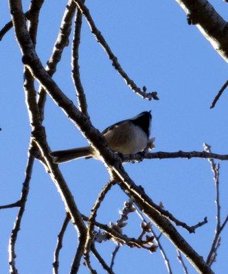 Black Capped Chickadee