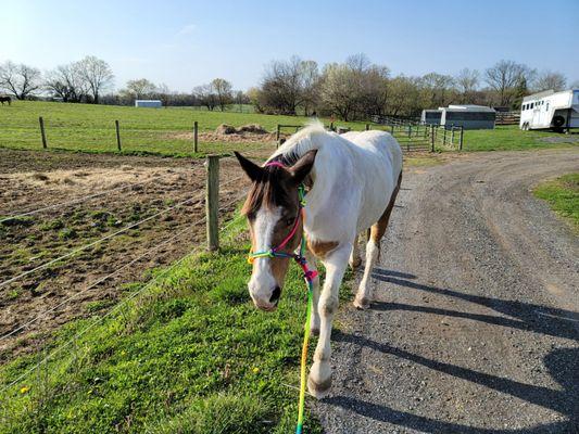 Potomac Riverside Stables