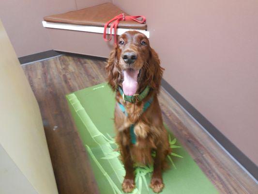 One of our happy patients! Visit us at www.companvet.com!