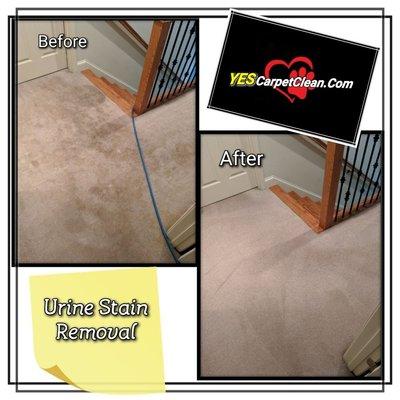 FREE URINE STAIN REMOVAL with our carpet cleaning!