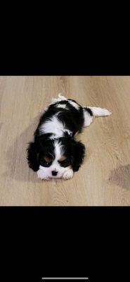 Daisy & Her New Cortec Floors