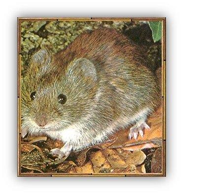 voles and how to get rid of them