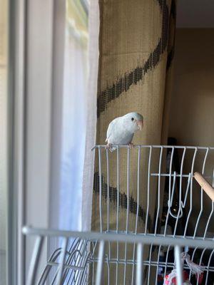 Blue parrotlet