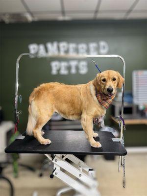 Pampered Pets Grooming Salon