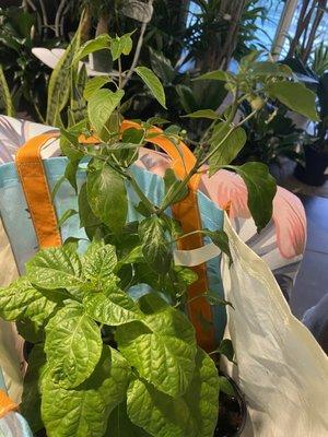 Serrano plants and a scorpion pepper plant. These were gotten from Melissa of "Let it Rot"