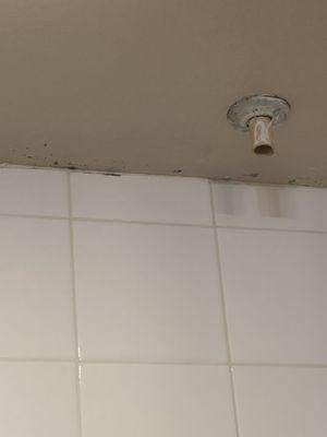 Mold in shower