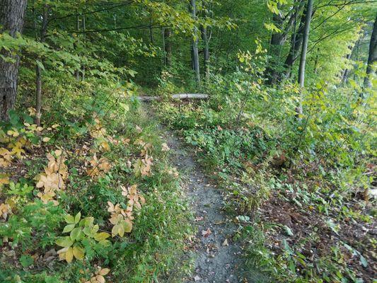 Fun in what seams to be a lost Burlington bike park gem!