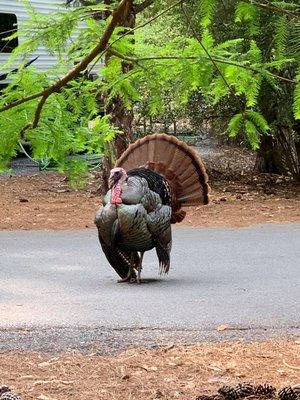 Huge Turkey visited us as we set up our tent.