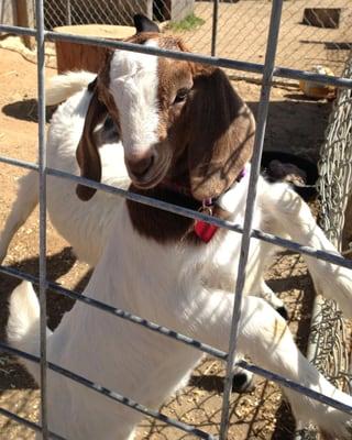 All kids love Hacienda Hay & Feed!