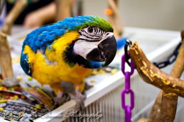 Bob.  The Blue and Gold Macaw baby