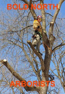 Bold North Arborists