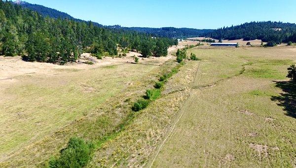 Farmland with Tansy Ragwort along creek