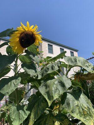 Sunflowers towering over me! Love the garden 9/2020!