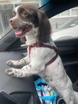 My dog on his way to happy dogs - super excited! He loves it!