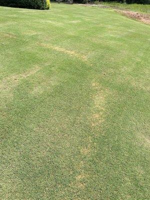 Fertilizer burn marks