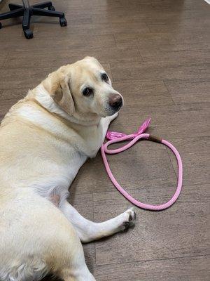 Lexie waiting for the vet