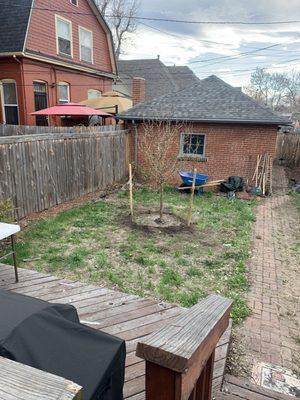 Back yard - before