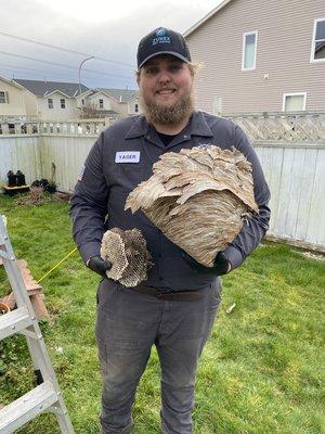 Massive Wasp nest removal!