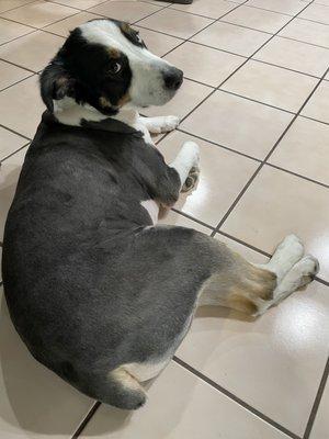 Shaved Australian Sheppard