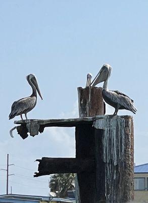 Pelicans in the bay