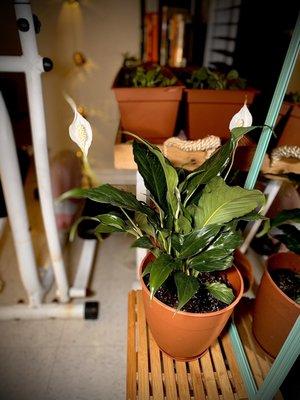 Peace lily