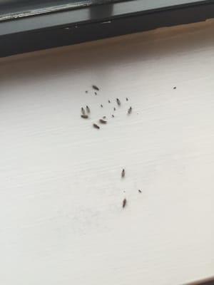 Bugs in kitchen window sill and damage to coffee table