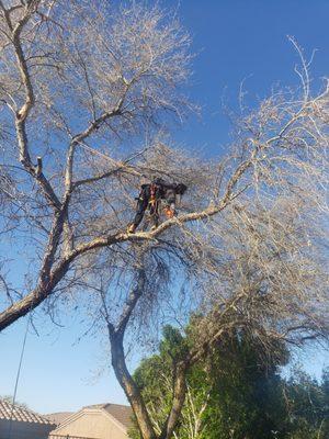 Sky High Tree Care