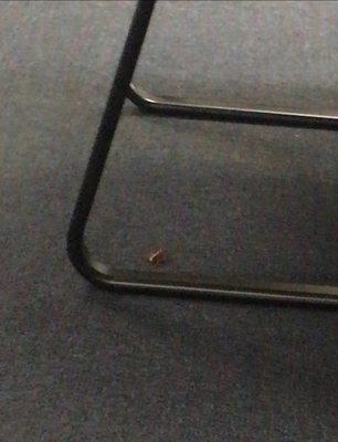 I found this nasty cockroach under the chair in the waiting room.