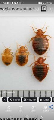 A-1 Bed Bug Heat Remediation