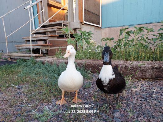 Captains Quarters Private Campground and Hobby Farm