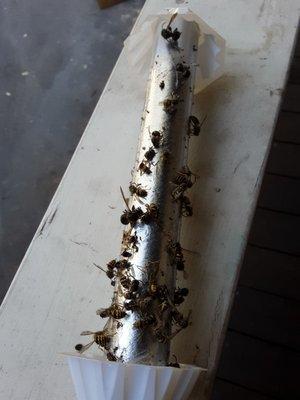 Yellow jackets out on porch by entryway.